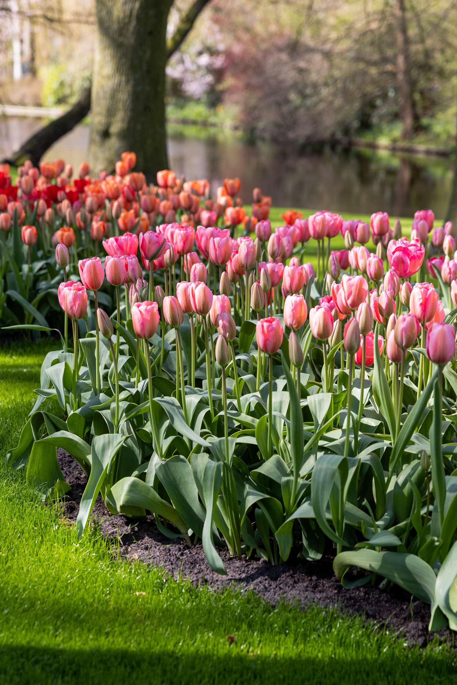 Tulppaani 'Design Impression'